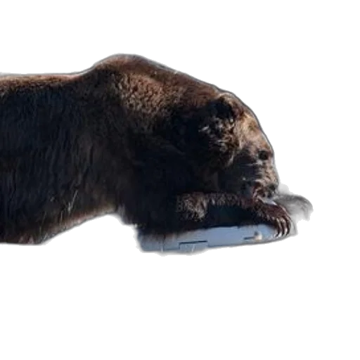 animal, creature, food, weapon transparent PNG cut-out