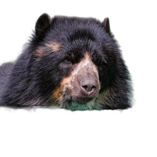 animal, creature, face, staff transparent PNG cut-out