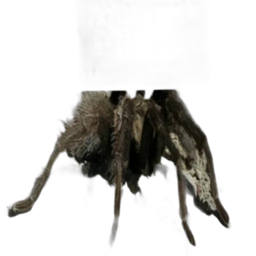furniture, creature, mask, animal transparent PNG cut-out