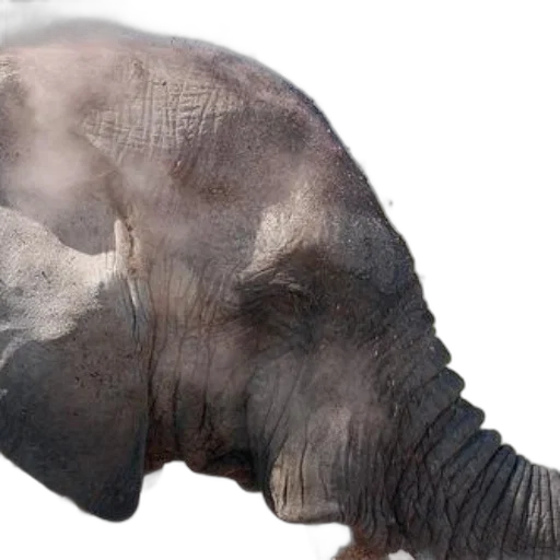 animal, creature, mask, hat transparent PNG cut-out