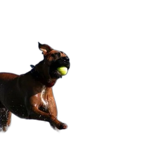 animal, staff, creature, photorealistic transparent PNG cut-out