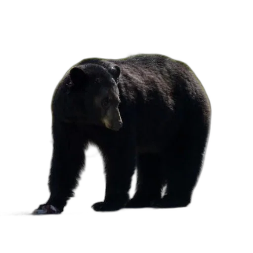 animal, creature, staff, face transparent PNG cut-out
