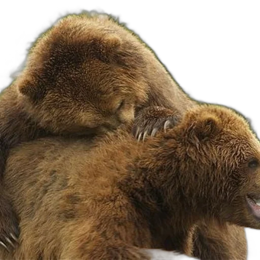 animal, creature, photorealistic, two transparent PNG cut-out