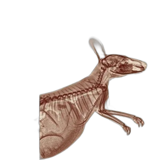 dragon, animal, creature, jewelry transparent PNG cut-out