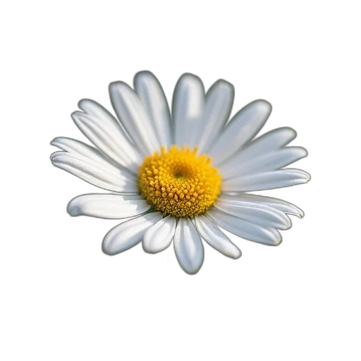 flower, jewelry, crown, staff transparent PNG cut-out