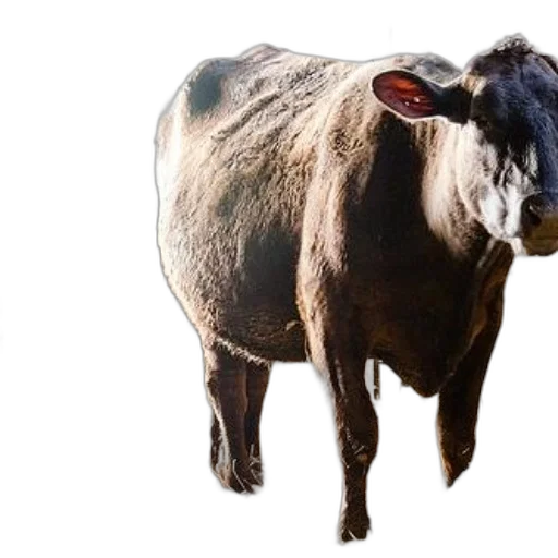 animal, creature, face, food transparent PNG cut-out