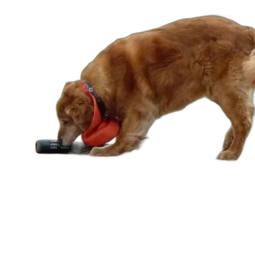 staff, weapon, animal, food transparent PNG cut-out