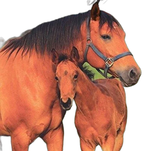 animal, staff, hat, photorealistic transparent PNG cut-out