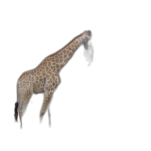 animal, creature, staff, hat transparent PNG cut-out