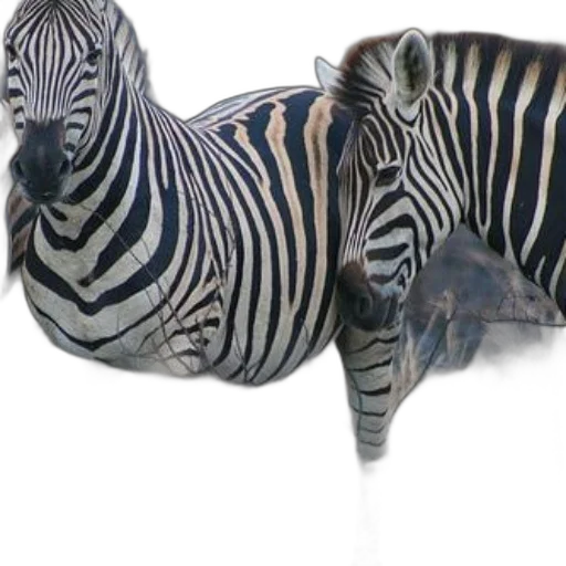 animal, creature, furniture, jewelry transparent PNG cut-out