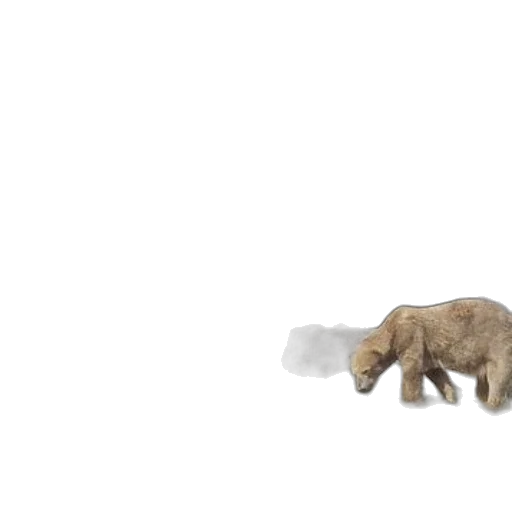 animal, creature, weapon, food transparent PNG cut-out