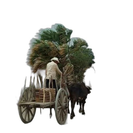 car, animal, tree, hair transparent PNG cut-out