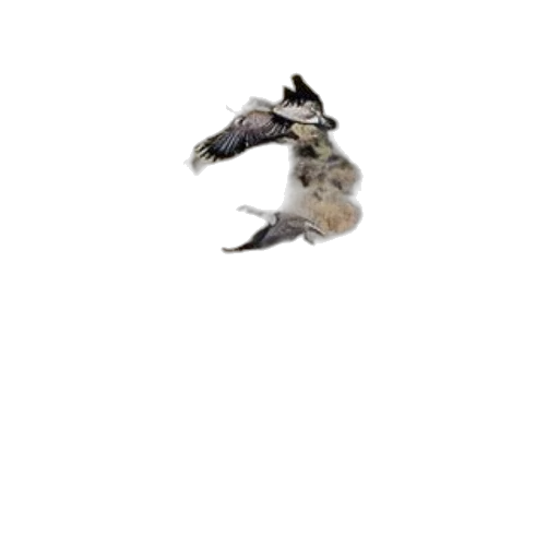 animal, dragon, creature, hat transparent PNG cut-out