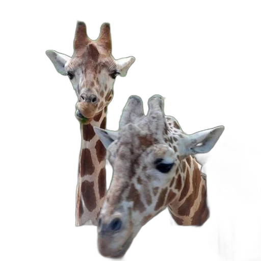 animal, creature, staff, hat transparent PNG cut-out
