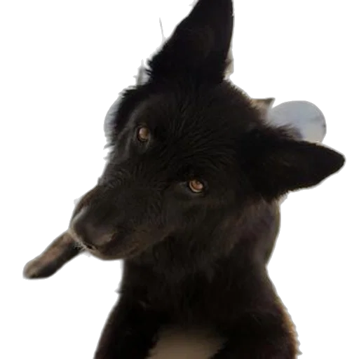 staff, animal, hat, creature transparent PNG cut-out