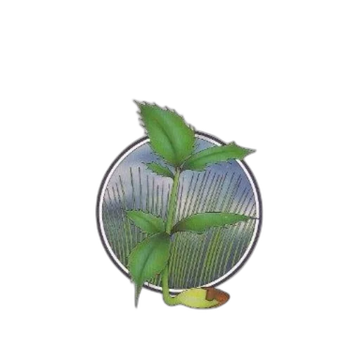 flower, hair, hat, umbrella transparent PNG cut-out