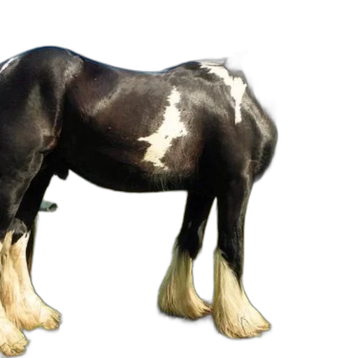 animal, creature, hair, staff transparent PNG cut-out