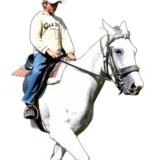 staff, animal, hat, jacket transparent PNG cut-out