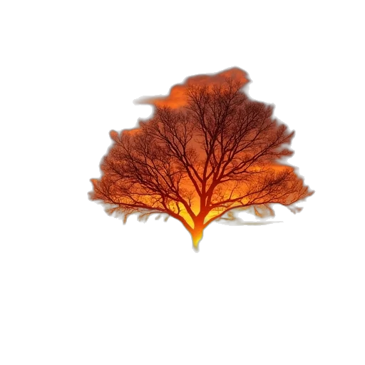 tree, crown, hair, hat transparent PNG cut-out
