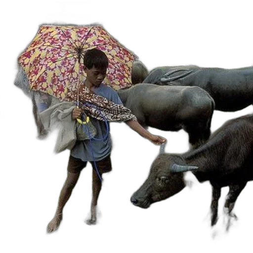 umbrella, animal, weapon, creature transparent PNG cut-out