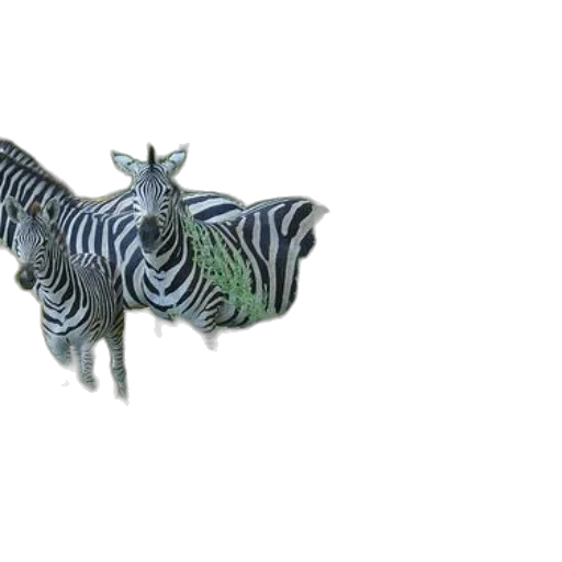 animal, dragon, creature, jewelry transparent PNG cut-out