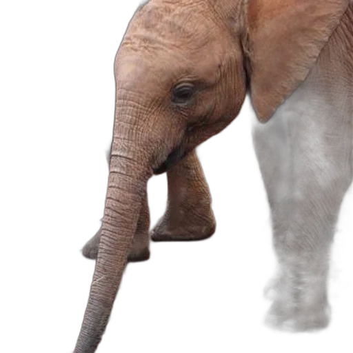 animal, creature, staff, weapon transparent PNG cut-out