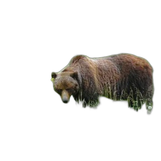 animal, creature, hair, food transparent PNG cut-out