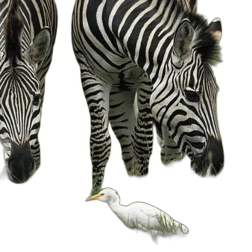 animal, creature, shoes, jewelry transparent PNG cut-out