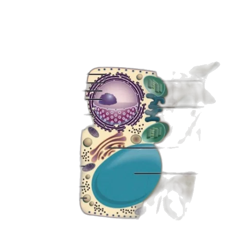 jewelry, crown, flower, staff transparent PNG cut-out