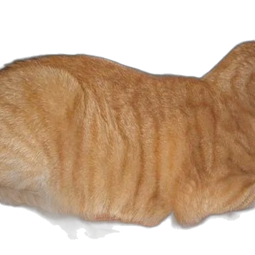 animal, creature, staff, food transparent PNG cut-out