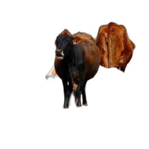 animal, food, creature, hat transparent PNG cut-out