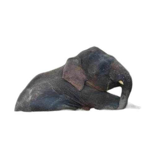 animal, creature, hat, mask transparent PNG cut-out