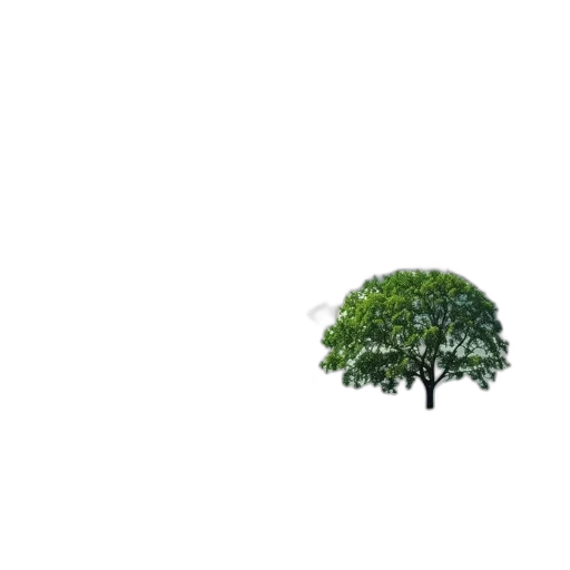 tree, umbrella, furniture, crown transparent PNG cut-out