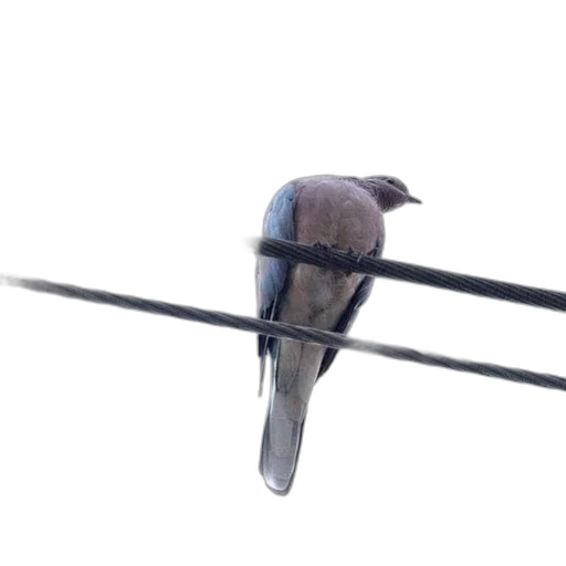 animal, staff, sword, weapon transparent PNG cut-out