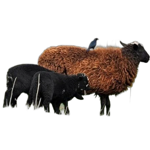 animal, hair, furniture, jewelry transparent PNG cut-out