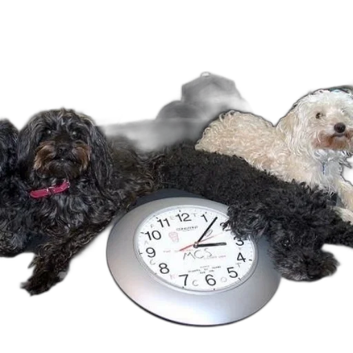 photorealistic, 3d render, two, dogs transparent PNG cut-out