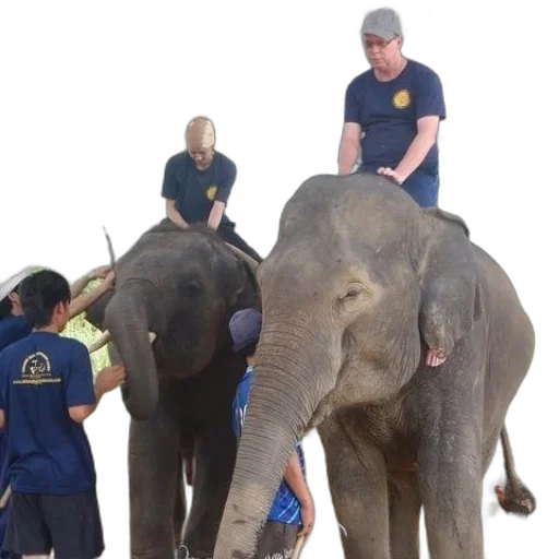 staff, two, elephants, being transparent PNG cut-out