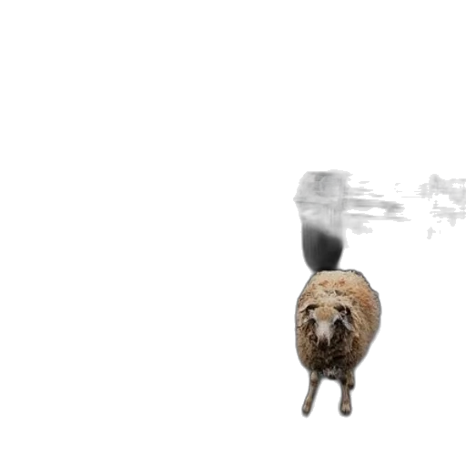 animal, weapon, creature, robot transparent PNG cut-out