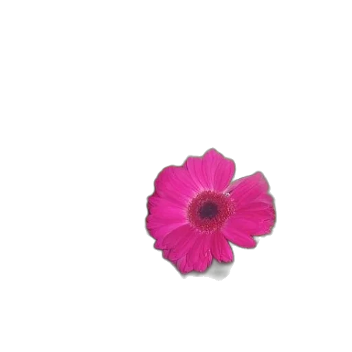 flower, jewelry, crown, weapon transparent PNG cut-out