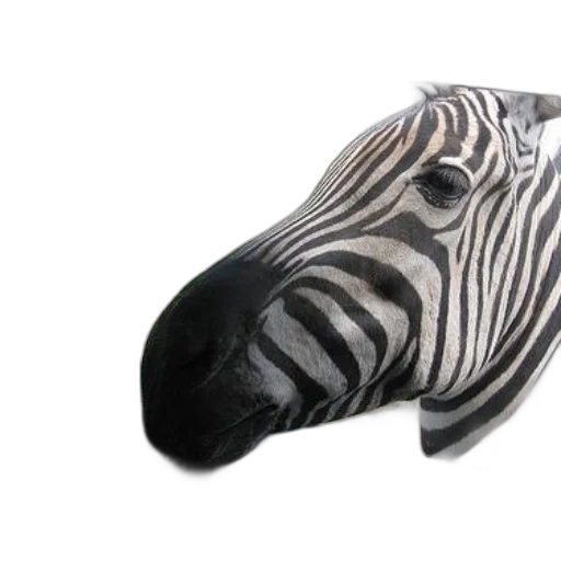 mask, animal, hat, creature transparent PNG cut-out