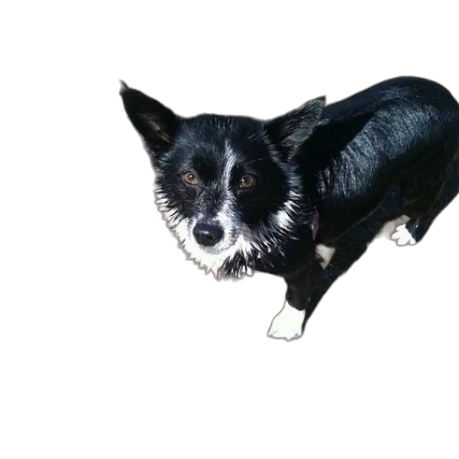 animal, creature, staff, face transparent PNG cut-out