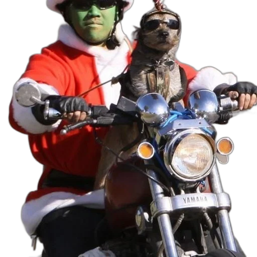 animal, person, dressed, grinch transparent PNG cut-out