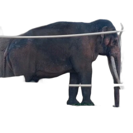animal, staff, furniture, weapon transparent PNG cut-out