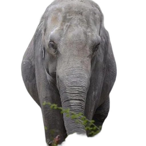 animal, creature, face, staff transparent PNG cut-out