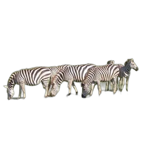animal, jewelry, furniture, creature transparent PNG cut-out