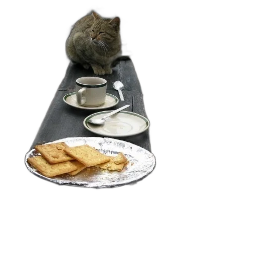 food, animal, creature, shoes transparent PNG cut-out