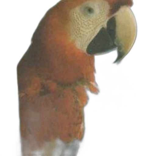 animal, staff, mask, creature transparent PNG cut-out