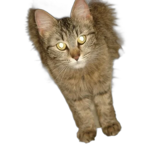 animal, staff, creature, photorealistic transparent PNG cut-out