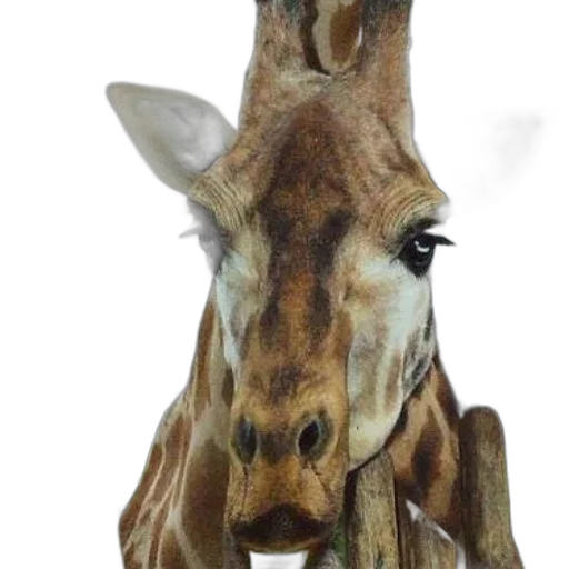 animal, mask, face, staff transparent PNG cut-out