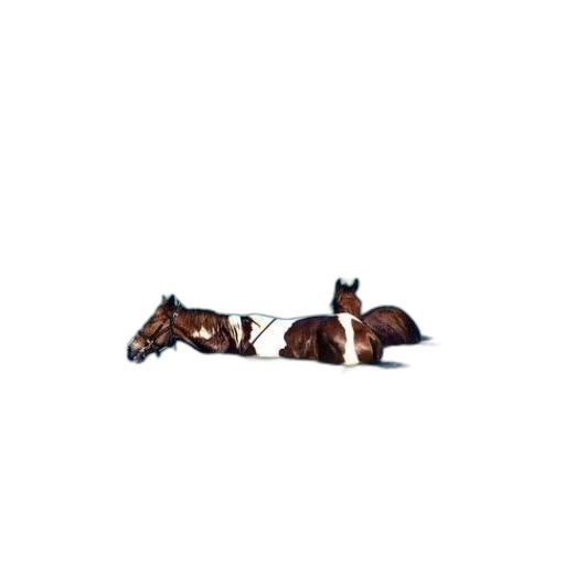 animal, furniture, creature, shoes transparent PNG cut-out